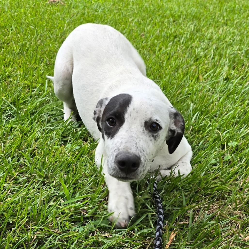 Enlarge Dotty, a Adoptable Mixed Breed in Bessemer, AL image 3/6