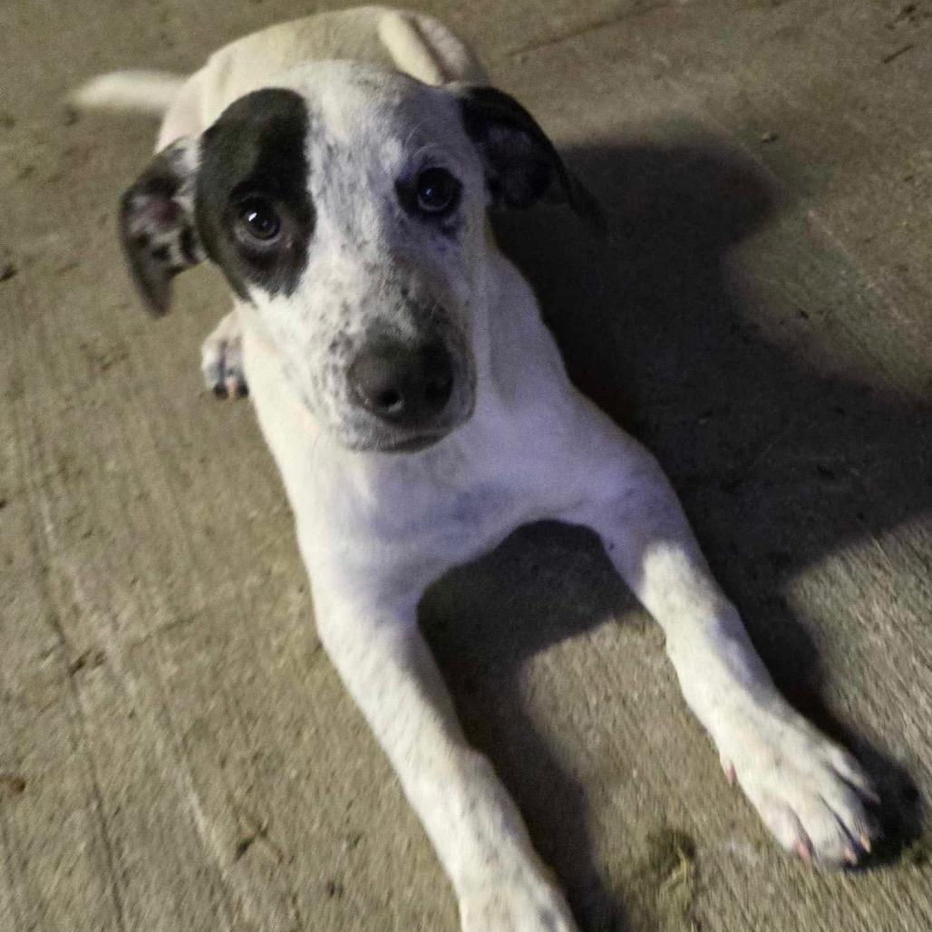 Enlarge Dotty, a Adoptable Mixed Breed in Bessemer, AL image 4/6