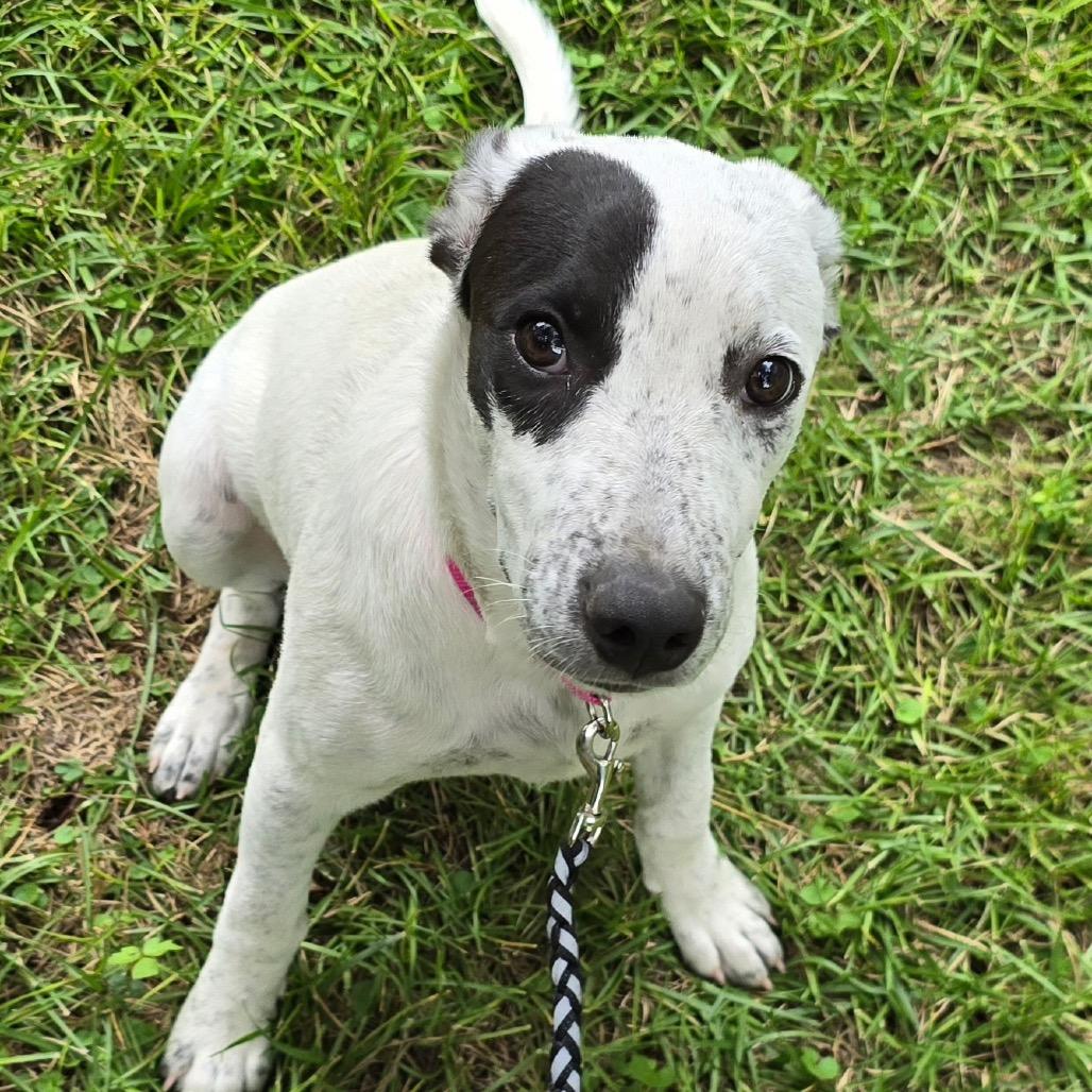 Enlarge Dotty, a Adoptable Mixed Breed in Bessemer, AL image 5/6