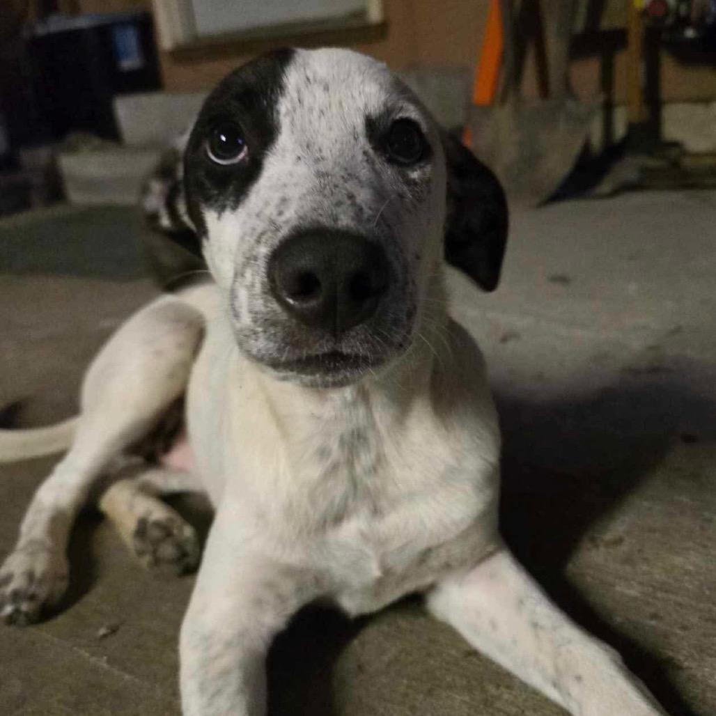 Enlarge Dotty, a Adoptable Mixed Breed in Bessemer, AL image 6/6