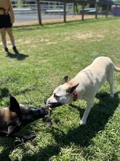Enlarge Zephyr, a Adoptable mixed breed in Petaluma, CA image 4/9