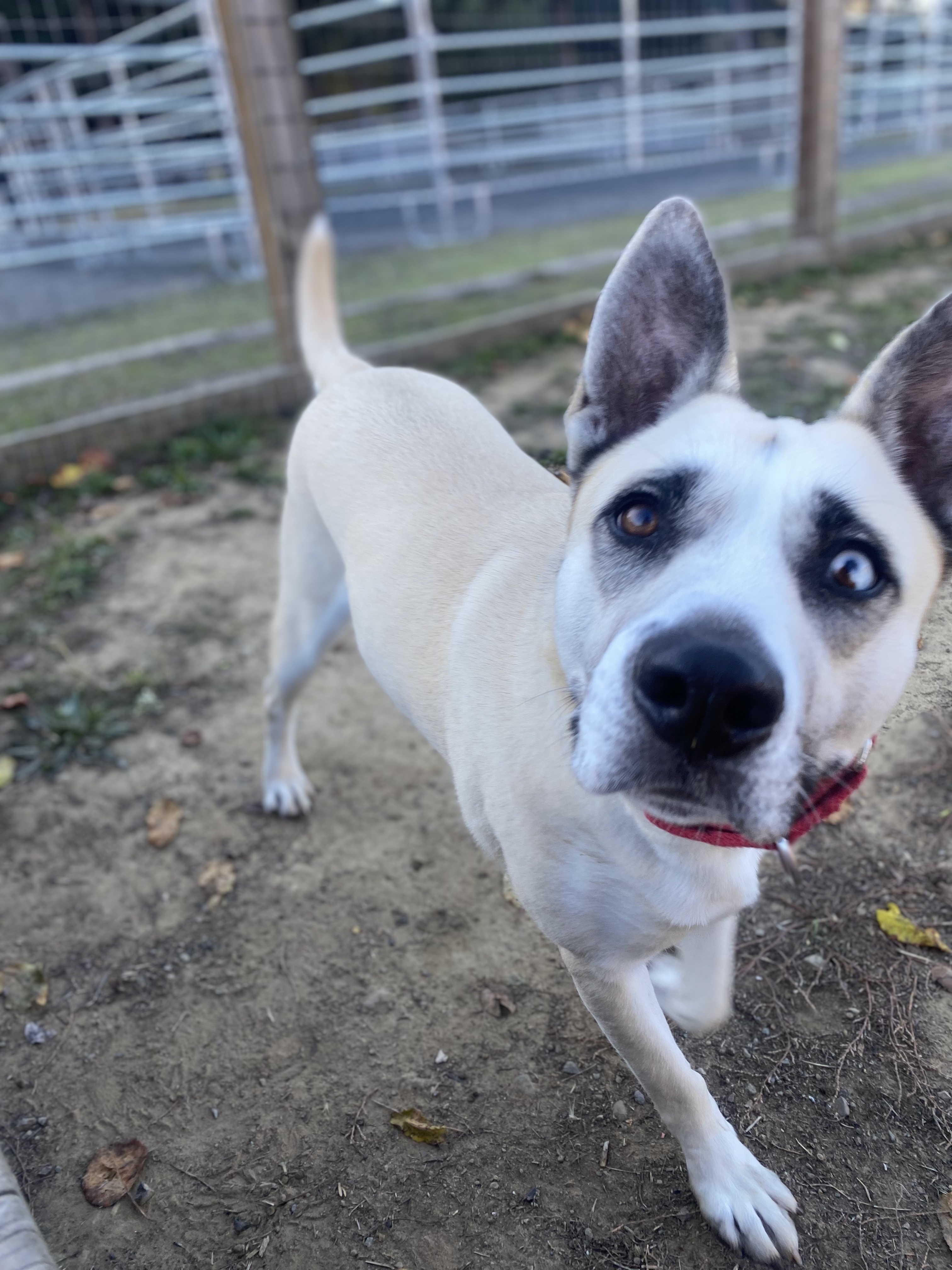 Enlarge Zephyr, a Adoptable mixed breed in Petaluma, CA image 5/9