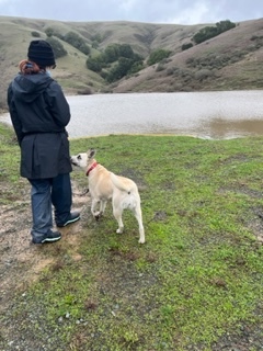 Enlarge Zephyr, a Adoptable mixed breed in Petaluma, CA image 7/9