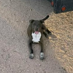 CHANCE — thumbnail 5