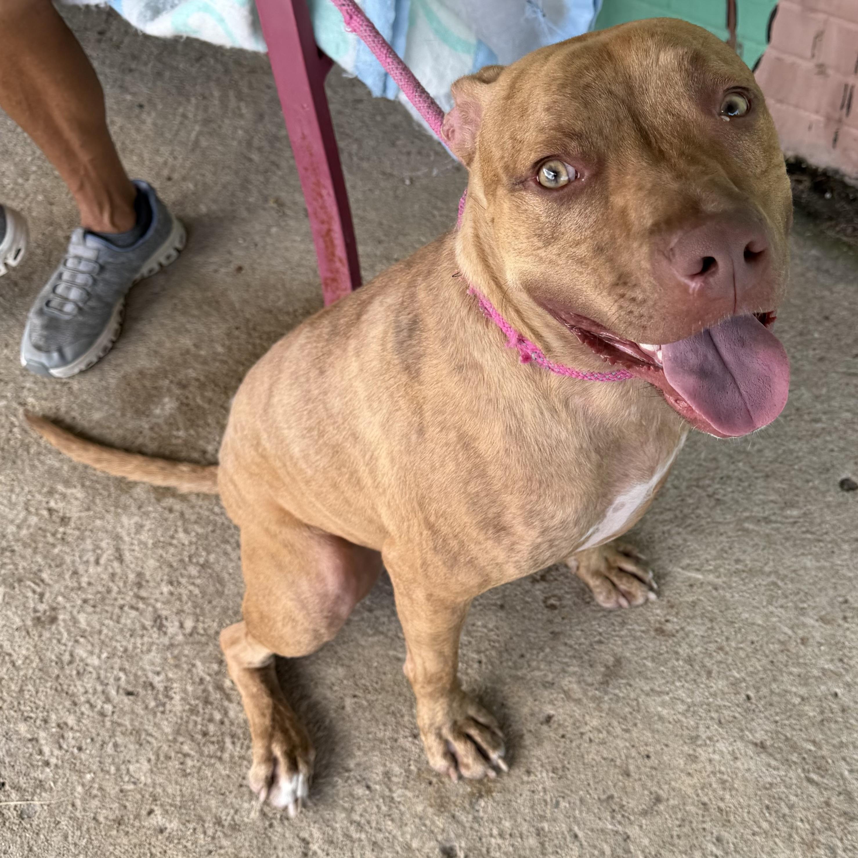 Cooper, Adoptable, Young Male Pit Bull Terrier.