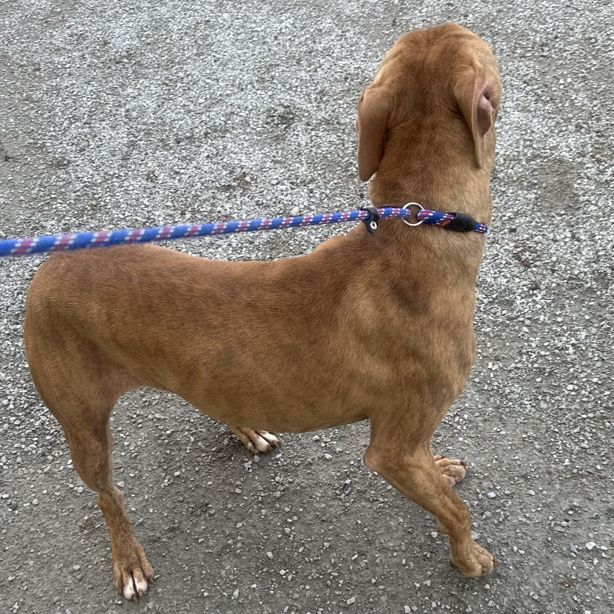 Cooper, a Adoptable mixed breed in Trenton, MO image 4/4