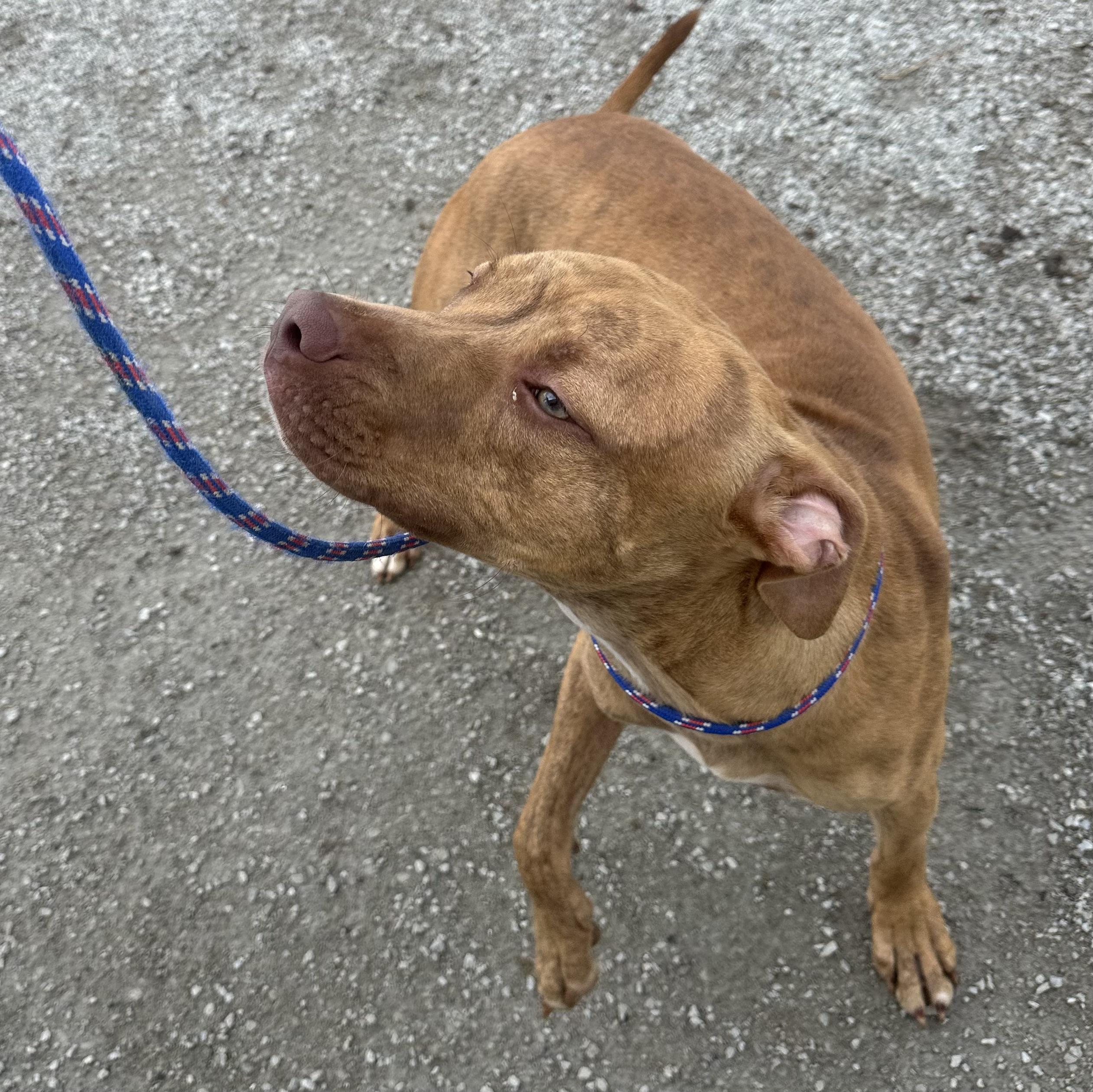 Cooper, a Adoptable mixed breed in Trenton, MO image 2/4