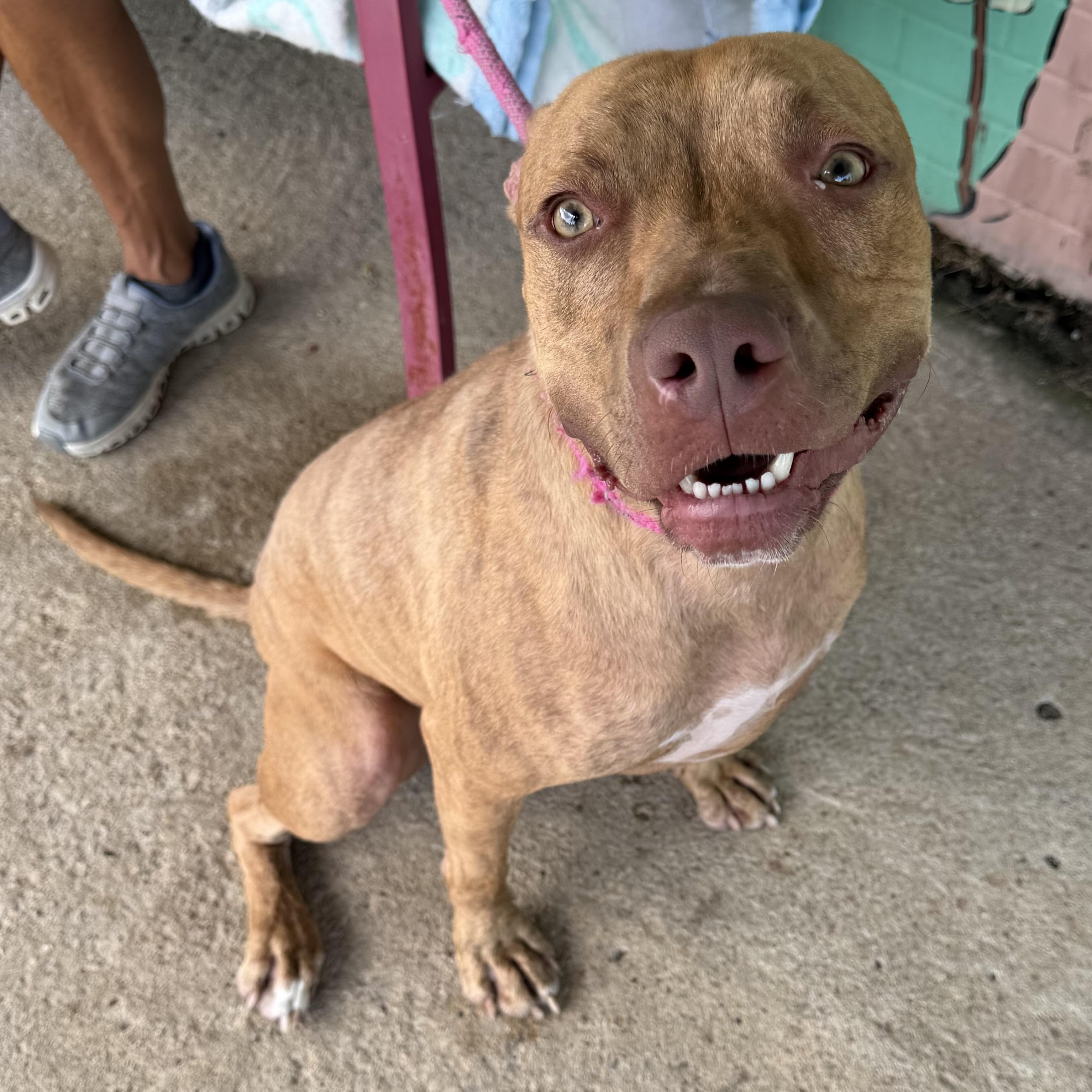 Cooper, a Adoptable mixed breed in Trenton, MO image 5/5
