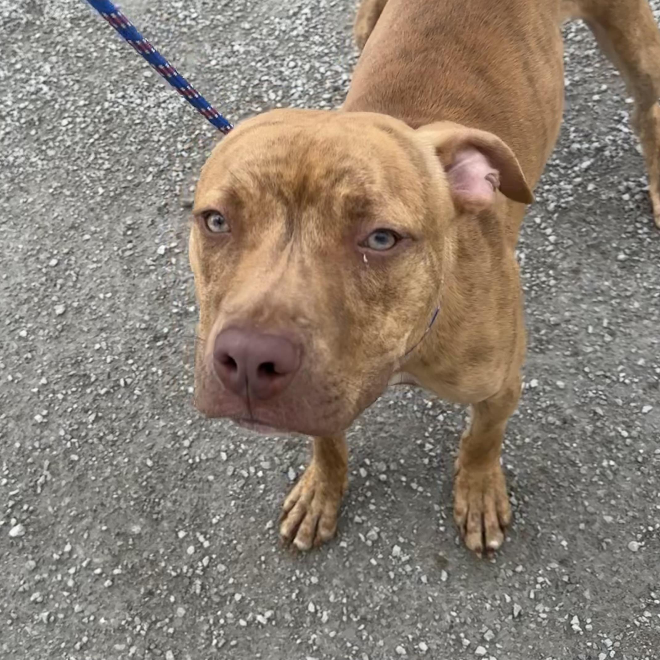 Cooper, a Adoptable mixed breed in Trenton, MO image 1/4