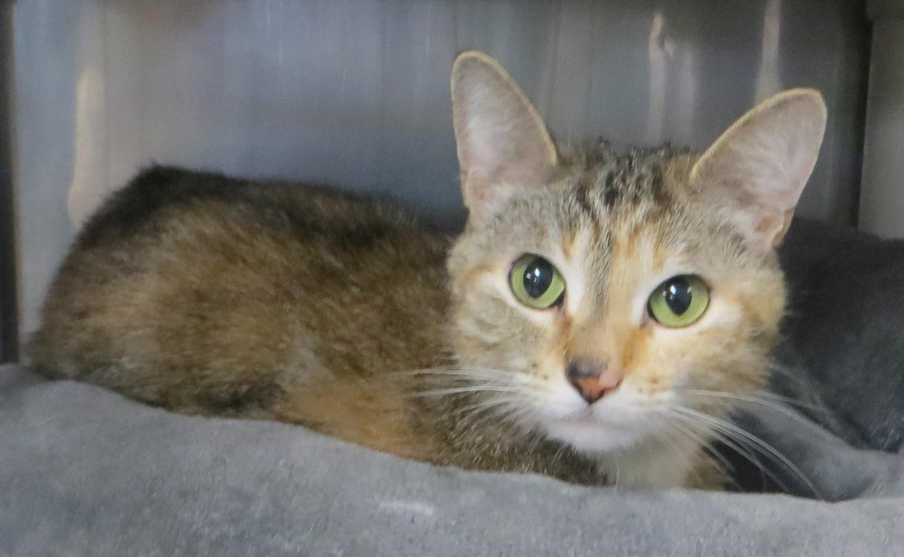Enlarge Honey, an adopted Torbie in Brockton, MA image 3/3