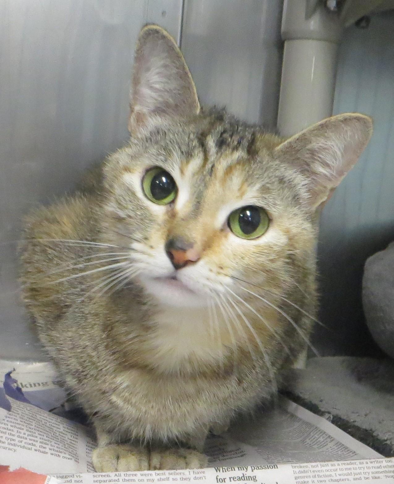 Honey, adopted, Adult Female Torbie.
