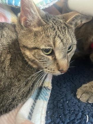 Enlarge Rizzo, a Adoptable mixed breed in Westland, MI image 1/1
