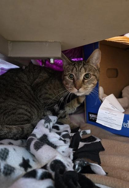 Enlarge Rizzo, a Adoptable mixed breed in Westland, MI image 1/1