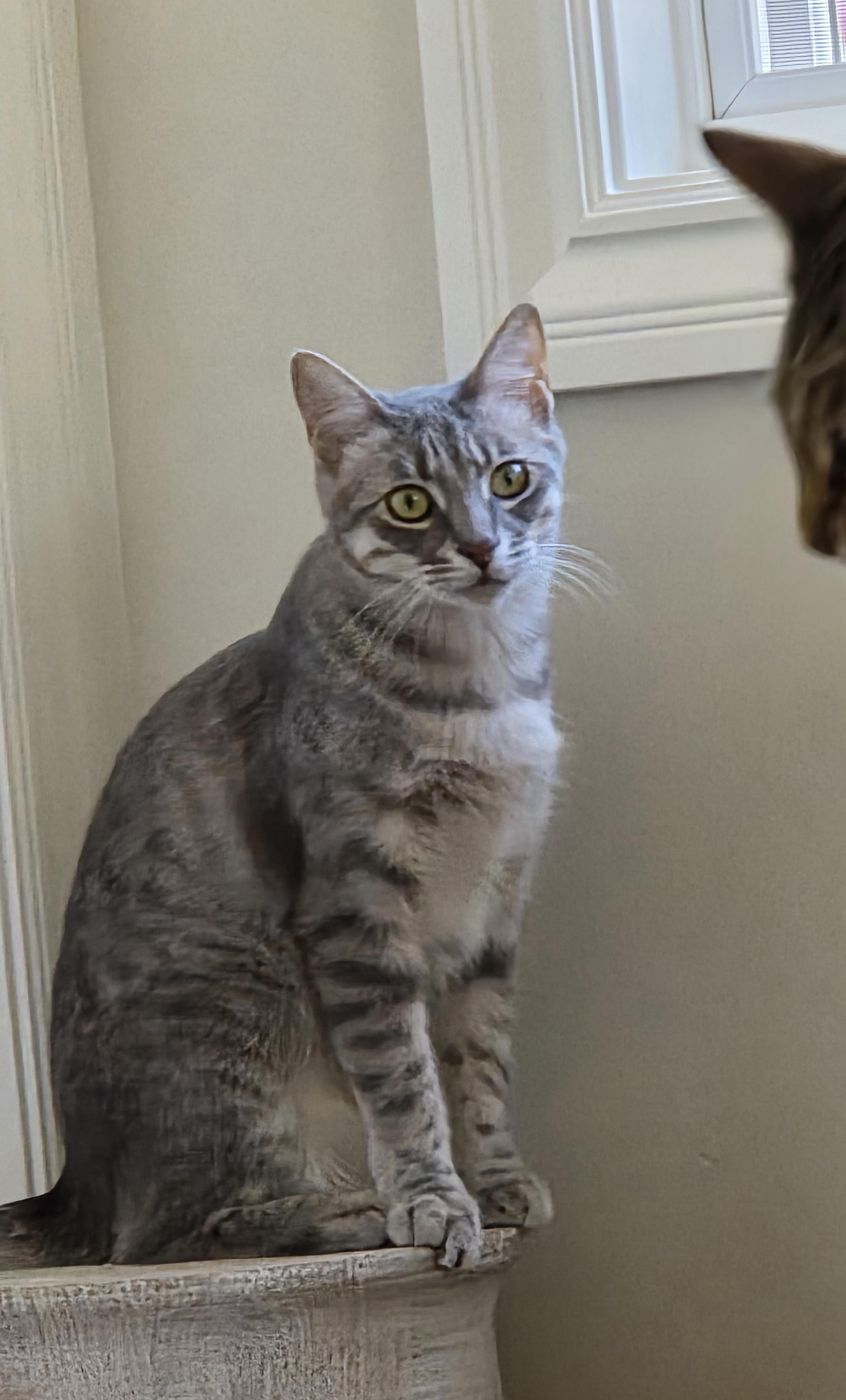 Missy, ADOPTABLE, Young Female Domestic Short Hair & Tabby.