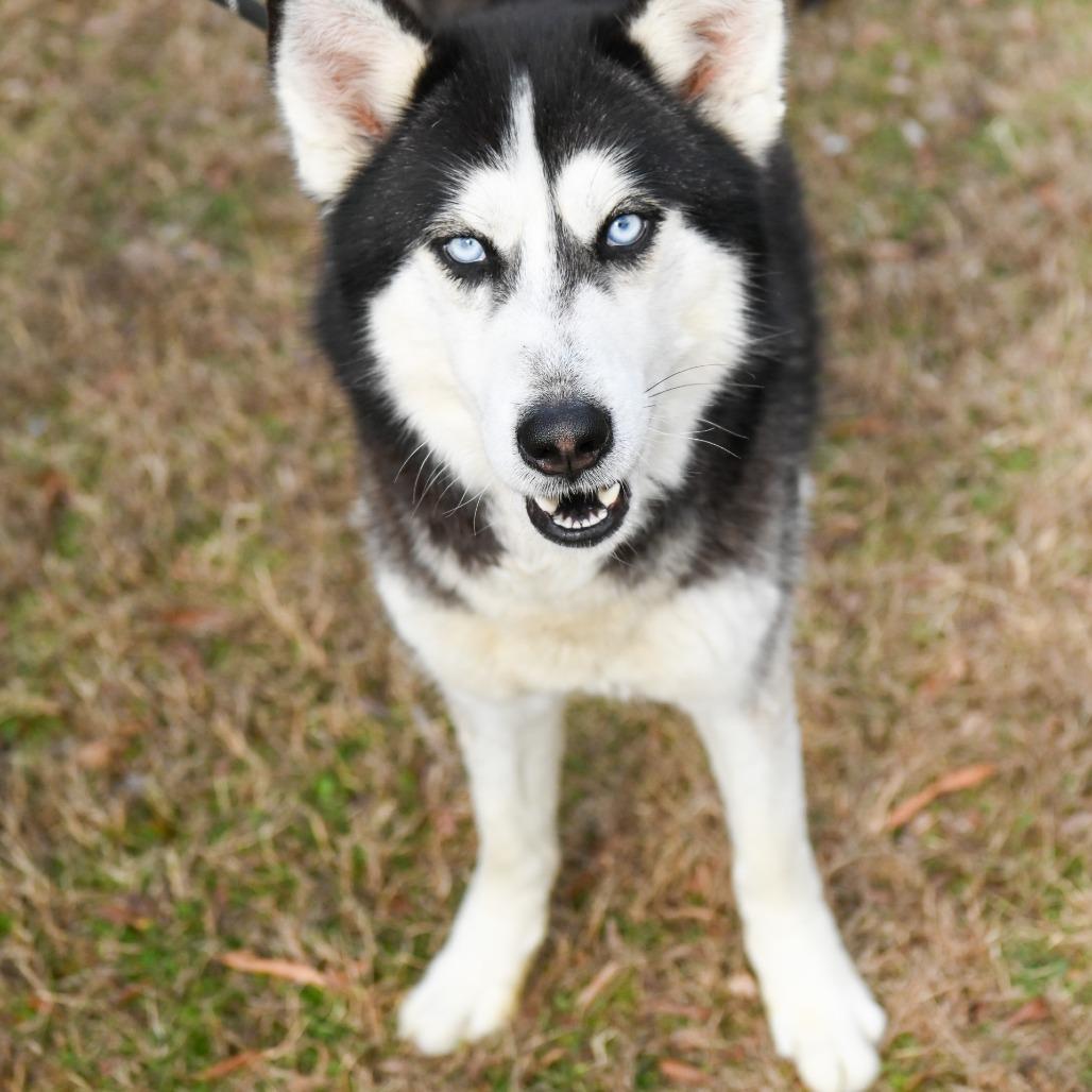Bobsled, Adoptable, Adult Male Siberian Husky.