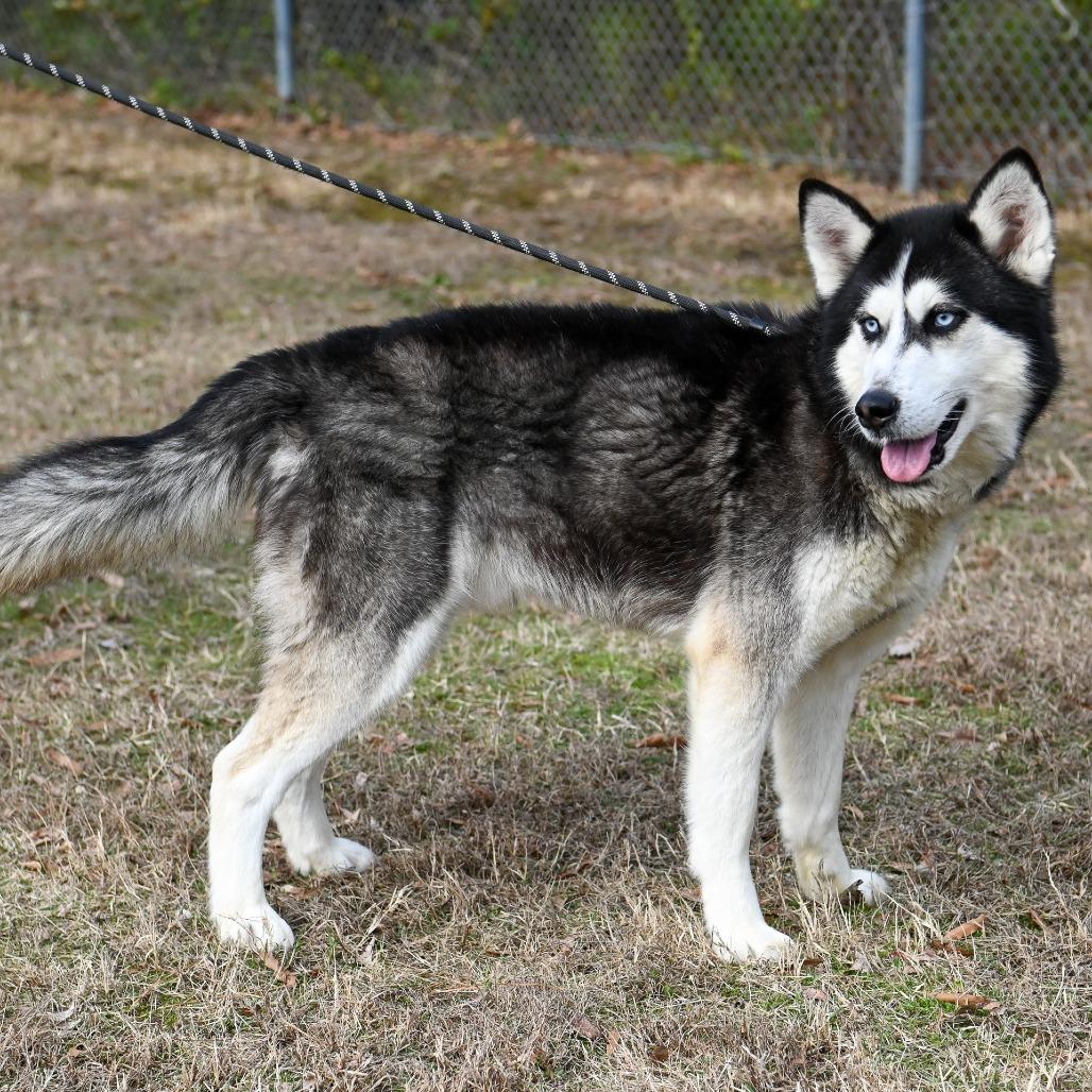 Enlarge Bobsled, a Adoptable Siberian Husky in Richmond, VA image 2/6