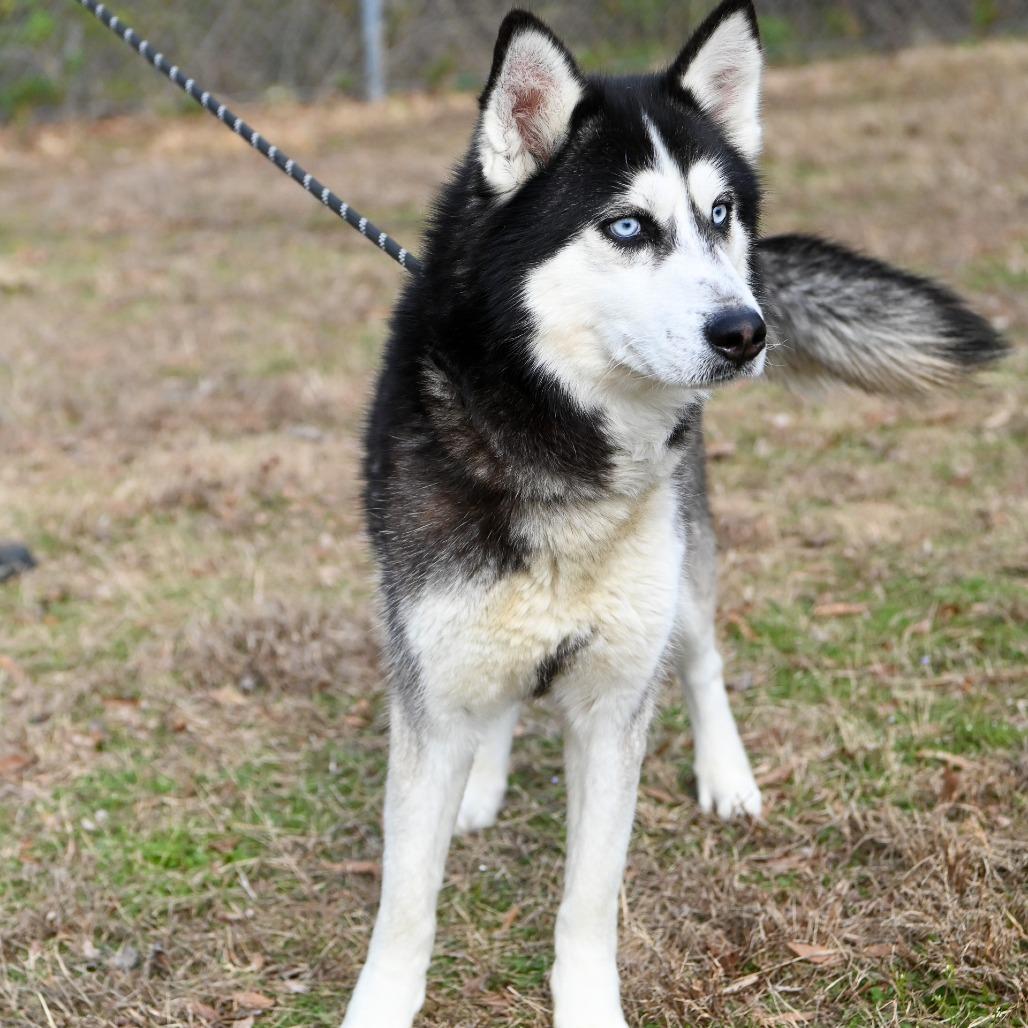 Enlarge Bobsled, a Adoptable Siberian Husky in Richmond, VA image 3/6