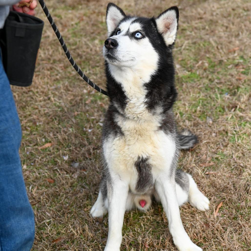 Enlarge Bobsled, a Adoptable Siberian Husky in Richmond, VA image 4/6