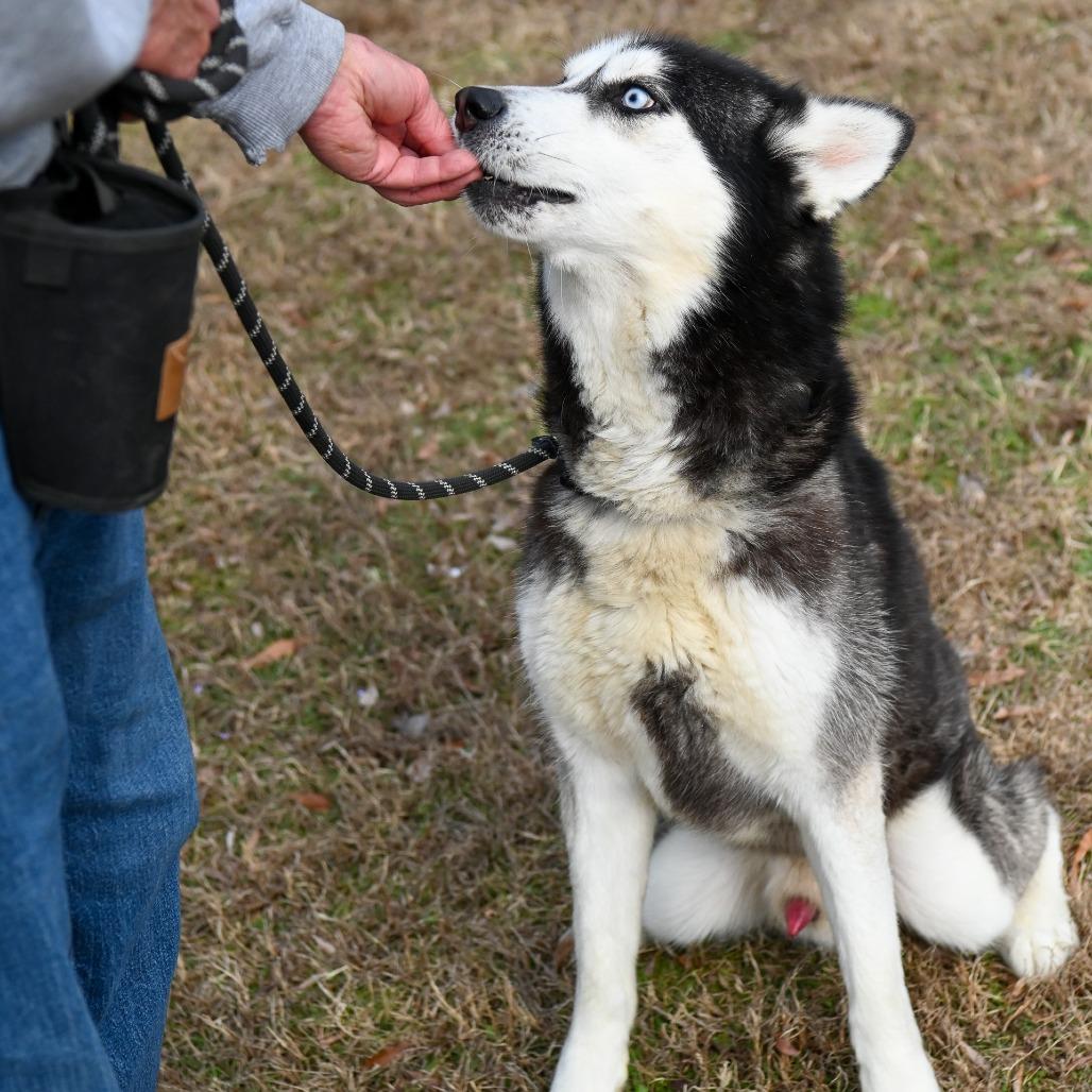Enlarge Bobsled, a Adoptable Siberian Husky in Richmond, VA image 5/6