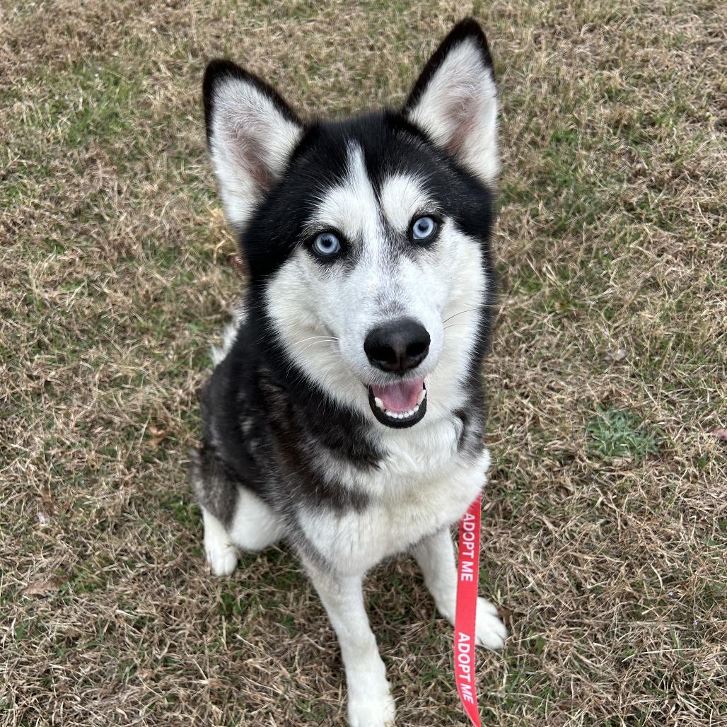 Enlarge Bobsled, a Adoptable Siberian Husky in Richmond, VA image 6/6