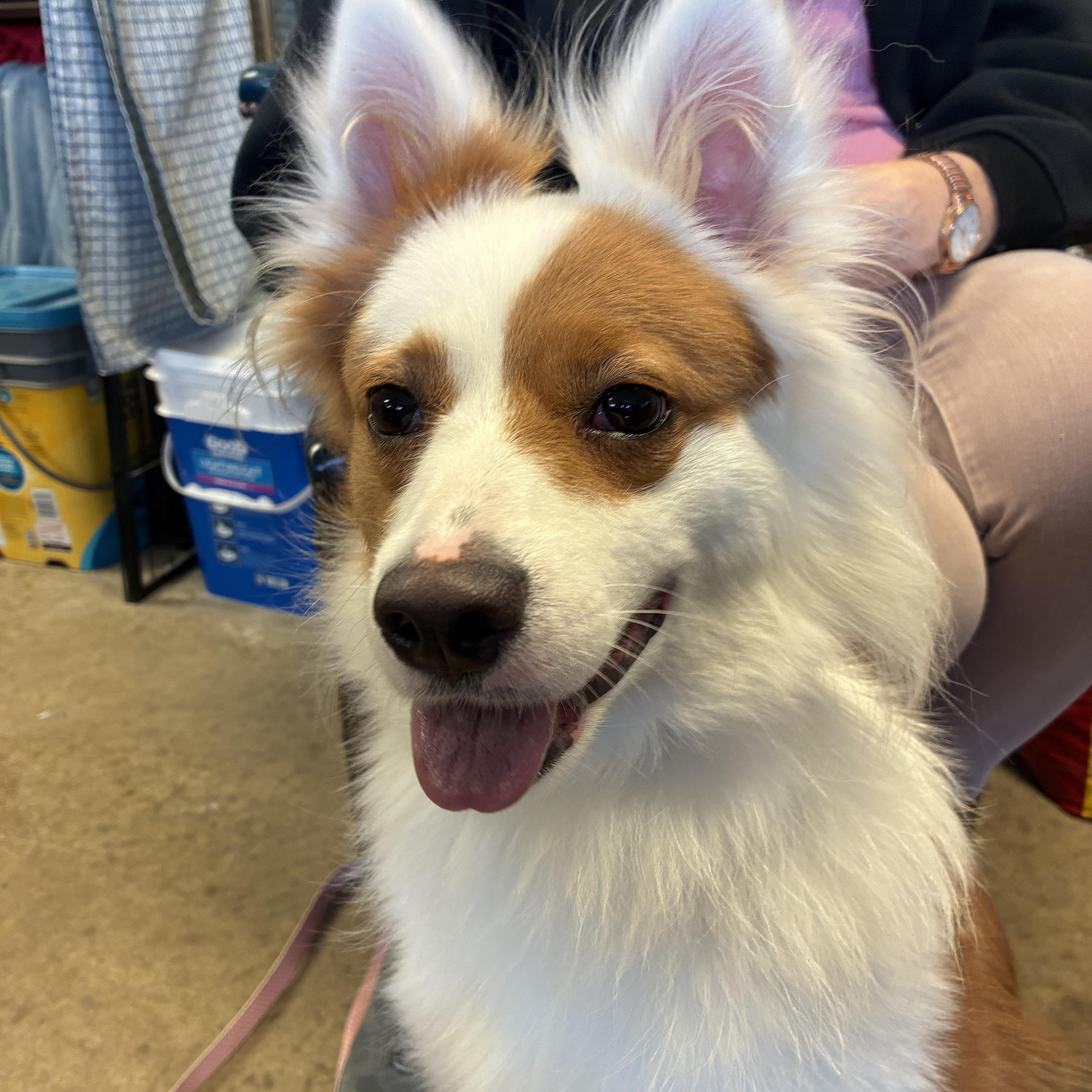 Hazel, Adopted, Adult Female Collie.