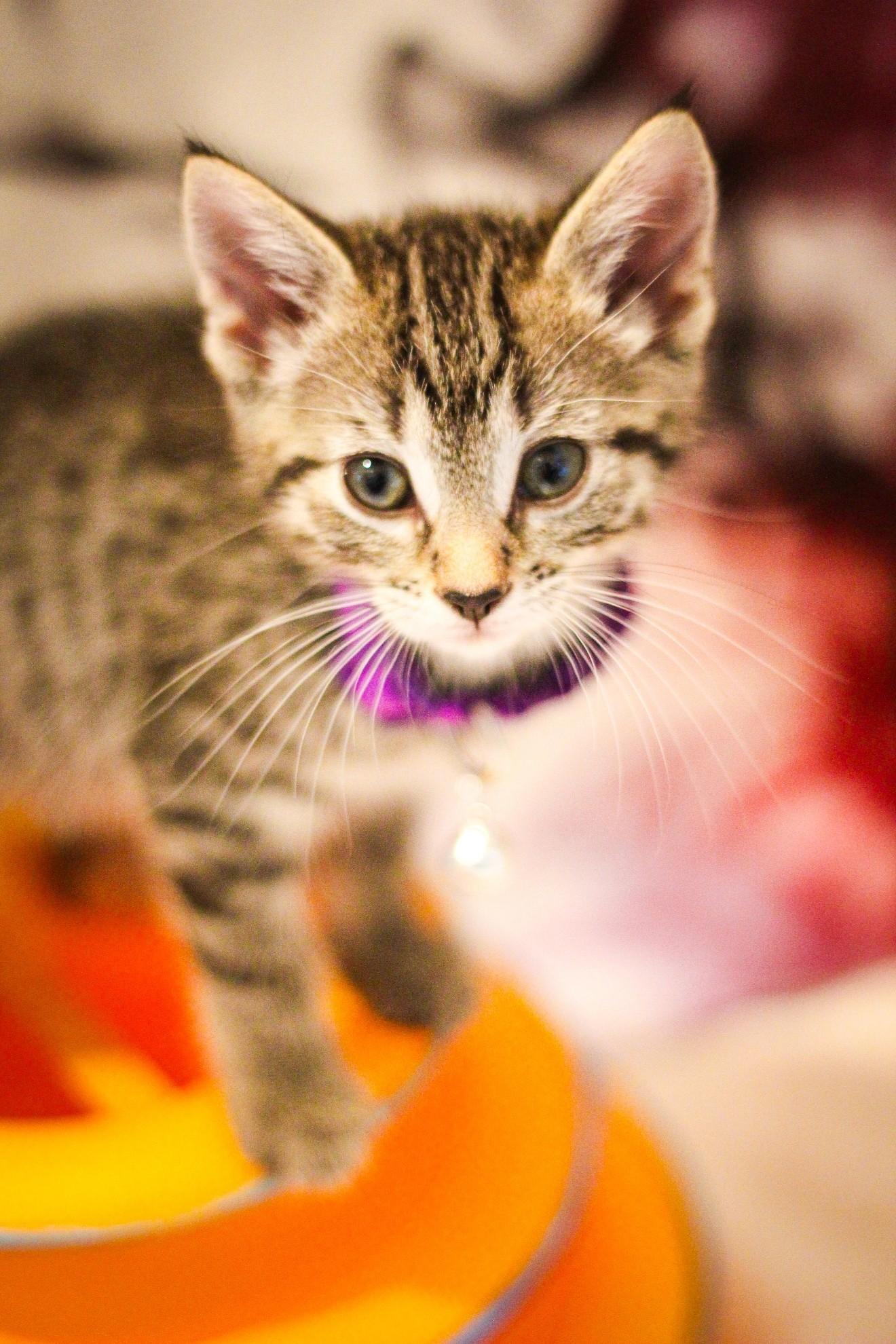 Deborah, Adopted, Kitten Female Domestic Short Hair.