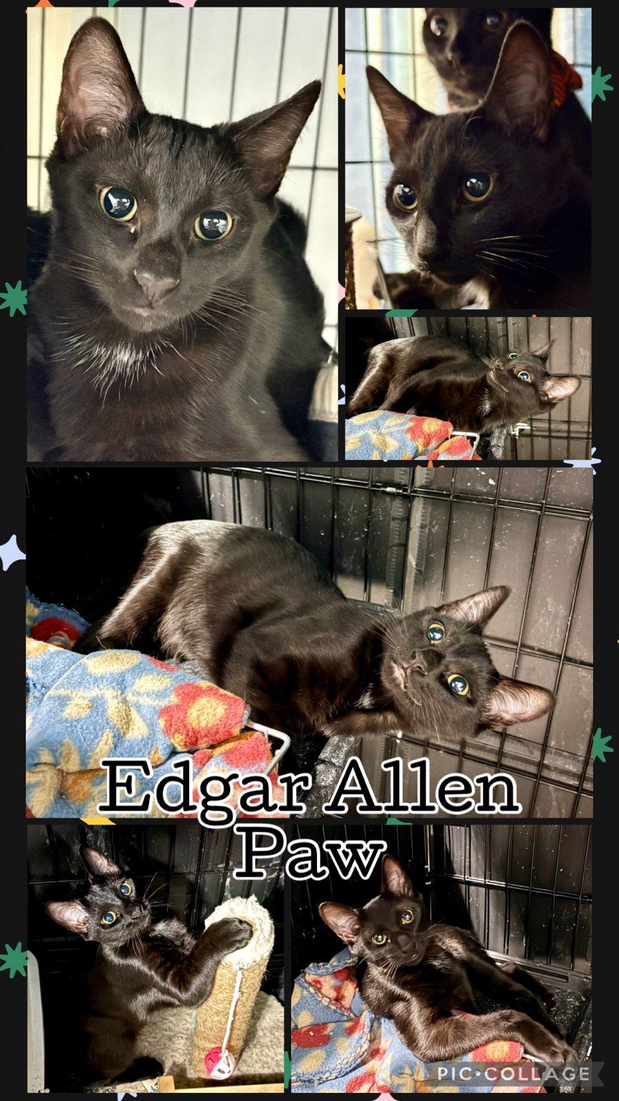 EDGAR ALLEN PAW, Adoptable, Kitten Male Tabby.
