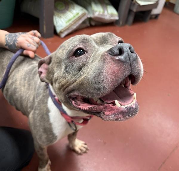 Phyllis, Adoptable, Adult Female Pit Bull Terrier.