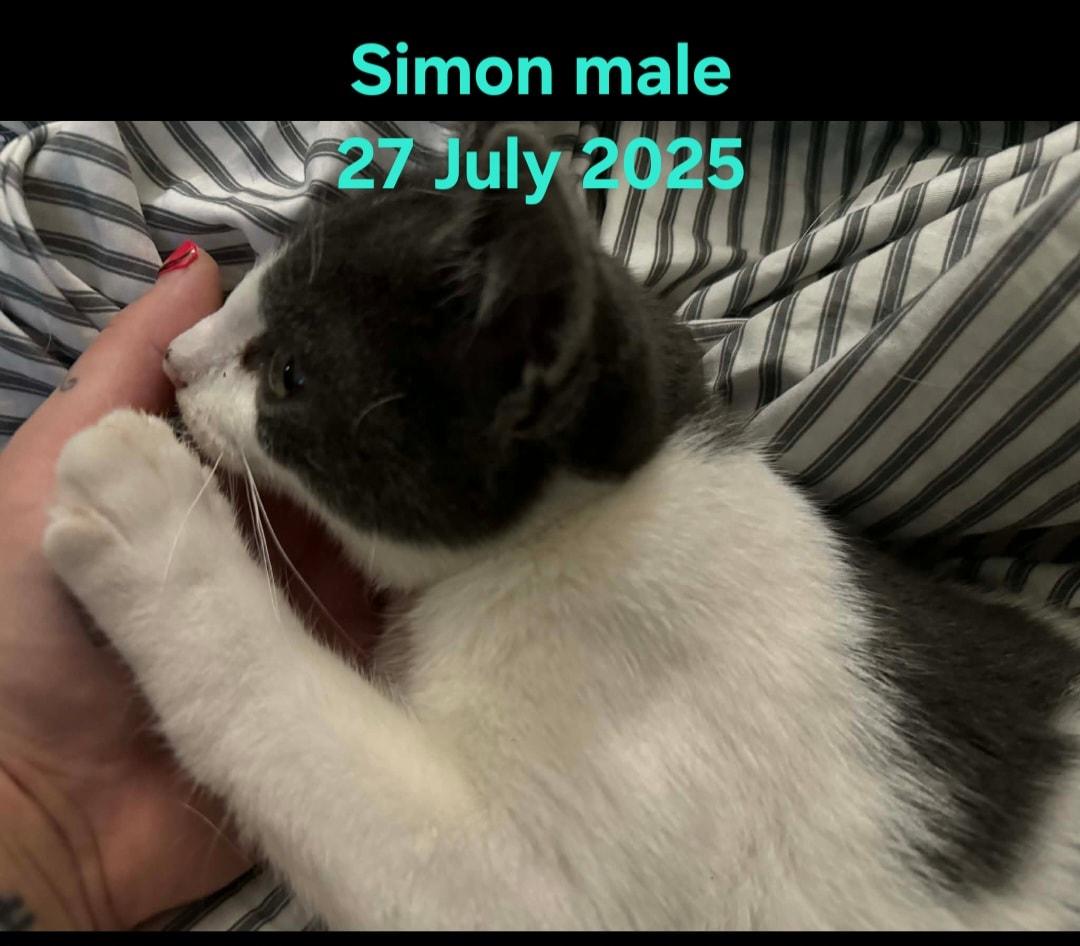 Tux & Simon, a Adoptable Domestic Short Hair in Bristol, QC image 3/4