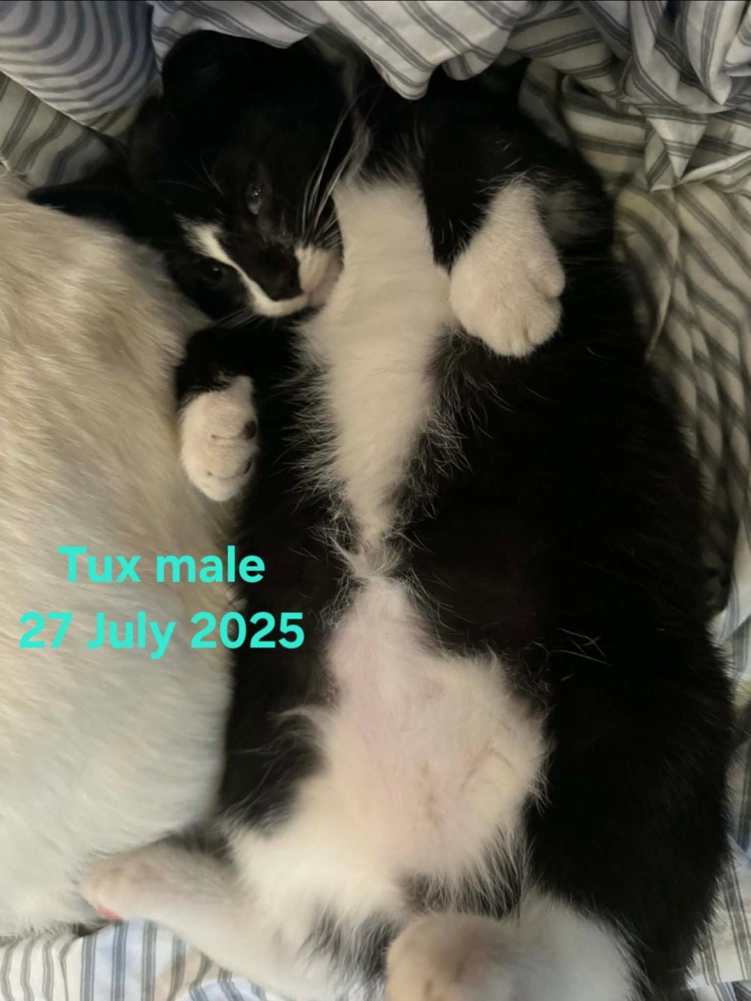 Tux & Simon, a Adoptable Domestic Short Hair in Bristol, QC image 1/4