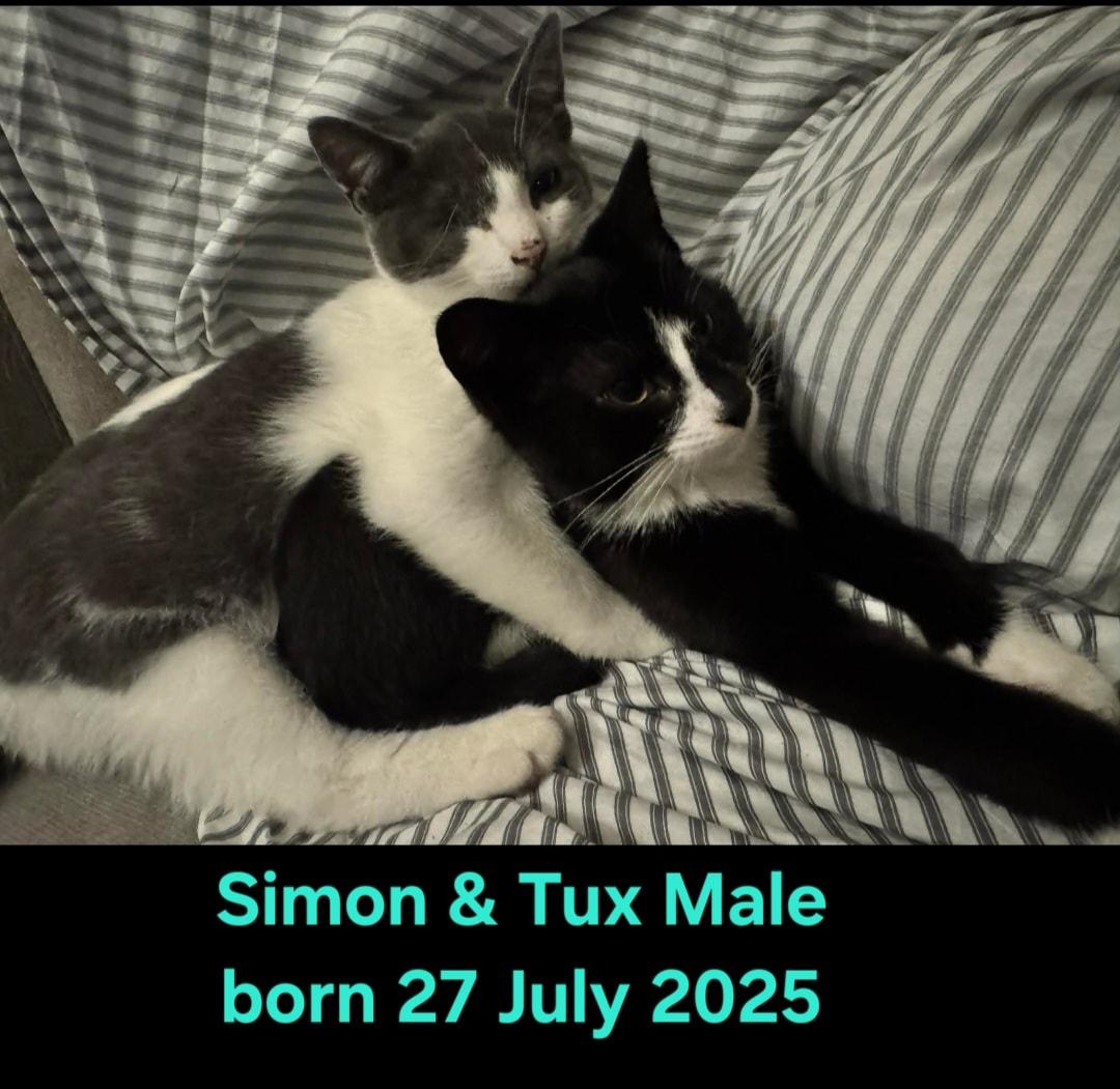 Tux & Simon, a Adoptable Domestic Short Hair in Bristol, QC image 4/4