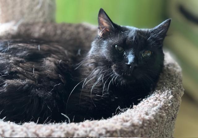 Ivan, a ADOPTABLE Domestic Medium Hair in Minneapolis, MN image 2/4