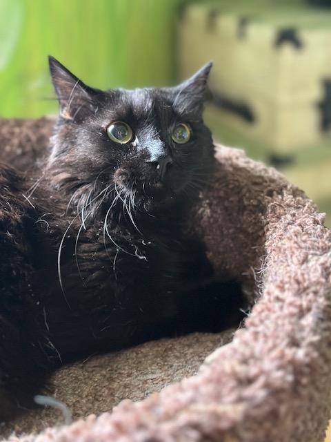 Ivan, a ADOPTABLE Domestic Medium Hair in Minneapolis, MN image 4/4