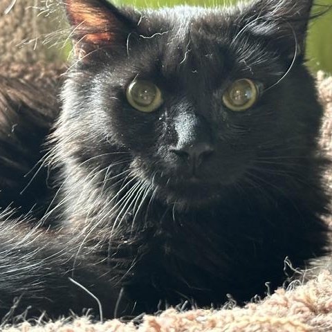 Ivan, a ADOPTABLE Domestic Medium Hair in Minneapolis, MN image 1/4