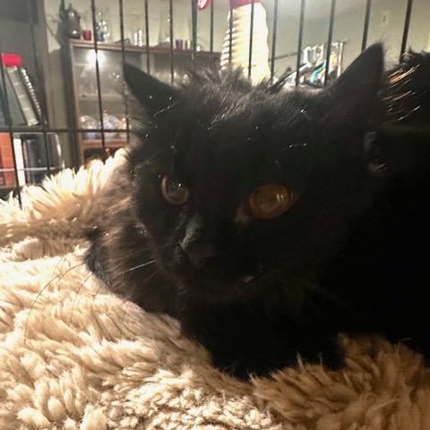 Enlarge Ivan, a ADOPTABLE Domestic Medium Hair in Minneapolis, MN image 1/1