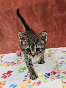 Enlarge Diesel, an adopted Domestic Short Hair in Bucyrus, OH image 1/3