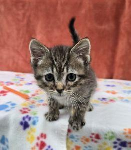 Enlarge Diesel, an adopted Domestic Short Hair in Bucyrus, OH image 2/3