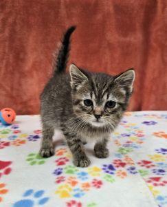 Enlarge Diesel, an adopted Domestic Short Hair in Bucyrus, OH image 3/3