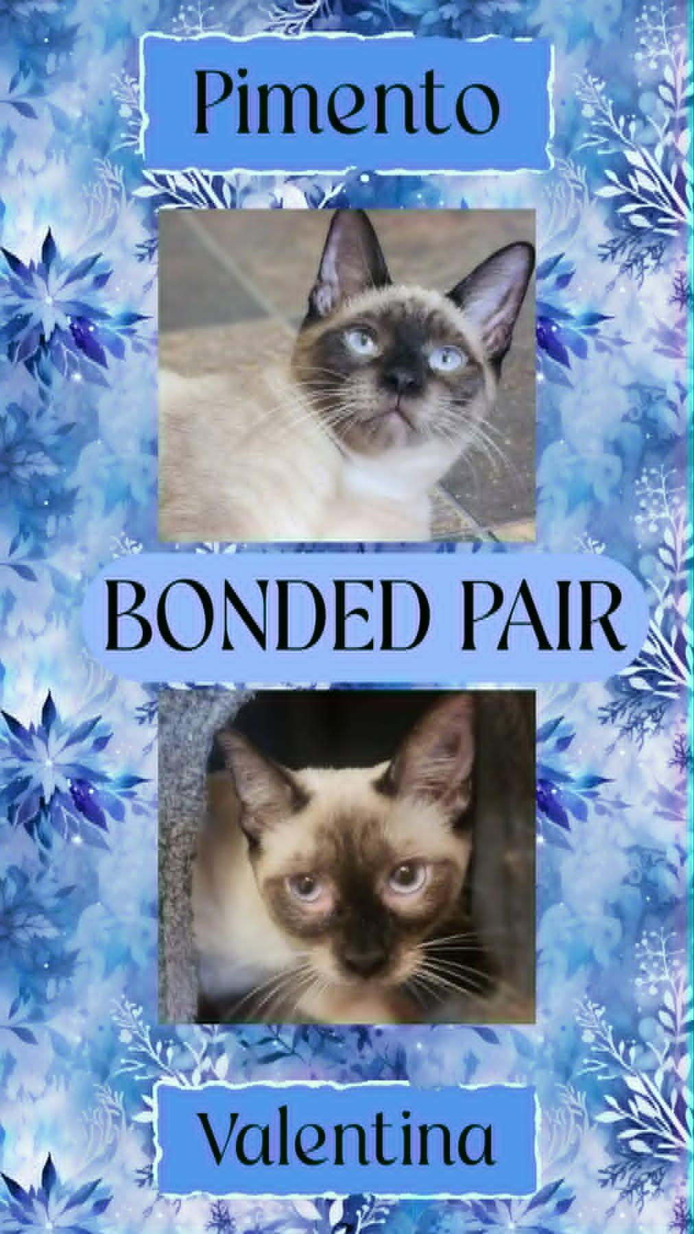 Valentina & Pimento(Bonded Pair...(sis & bro), ADOPTABLE, Young Female Siamese.