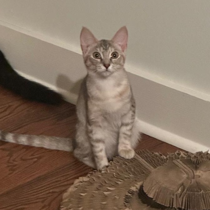 Enlarge Sky (bonded with Sage), a Adoptable Domestic Short Hair in Lawrenceville, GA image 4/6