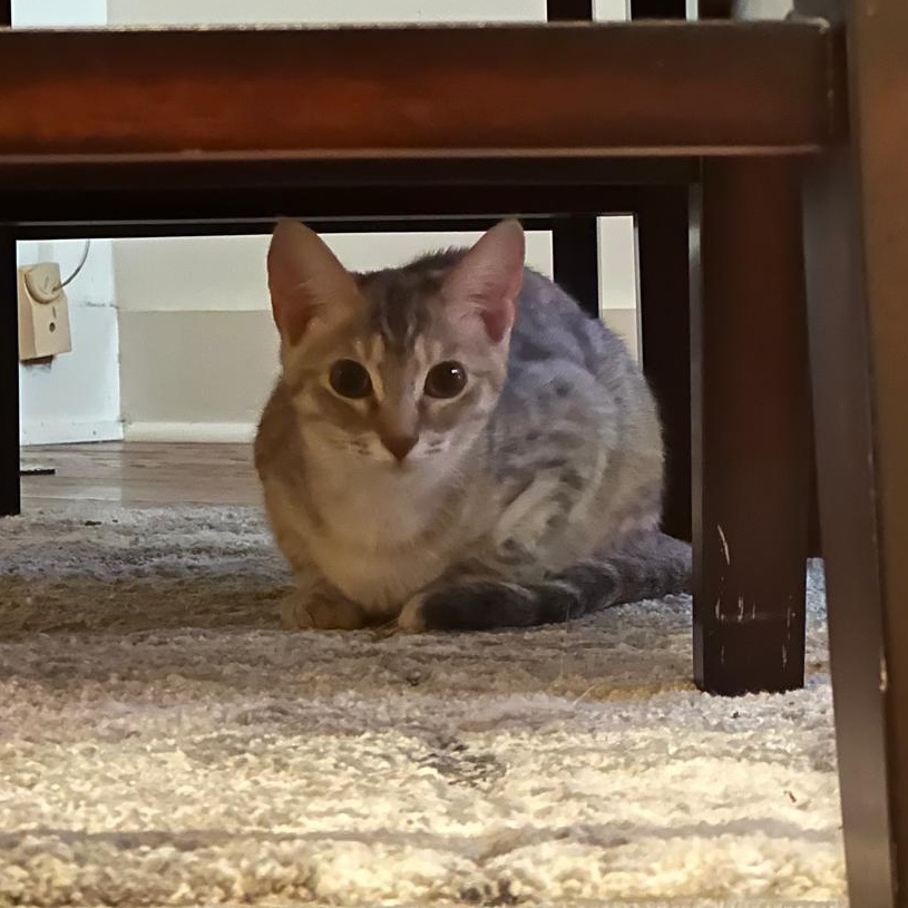 Enlarge Sky (bonded with Sage), a Adoptable Domestic Short Hair in Lawrenceville, GA image 2/6