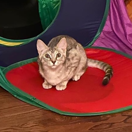 Enlarge Sky (bonded with Sage), a Adoptable Domestic Short Hair in Lawrenceville, GA image 6/6