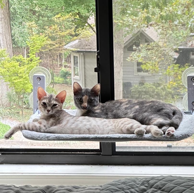 Enlarge Sky (bonded with Sage), a Adoptable Domestic Short Hair in Lawrenceville, GA image 3/6