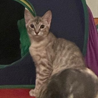 Enlarge Sky (bonded with Sage), a Adoptable Domestic Short Hair in Lawrenceville, GA image 5/6