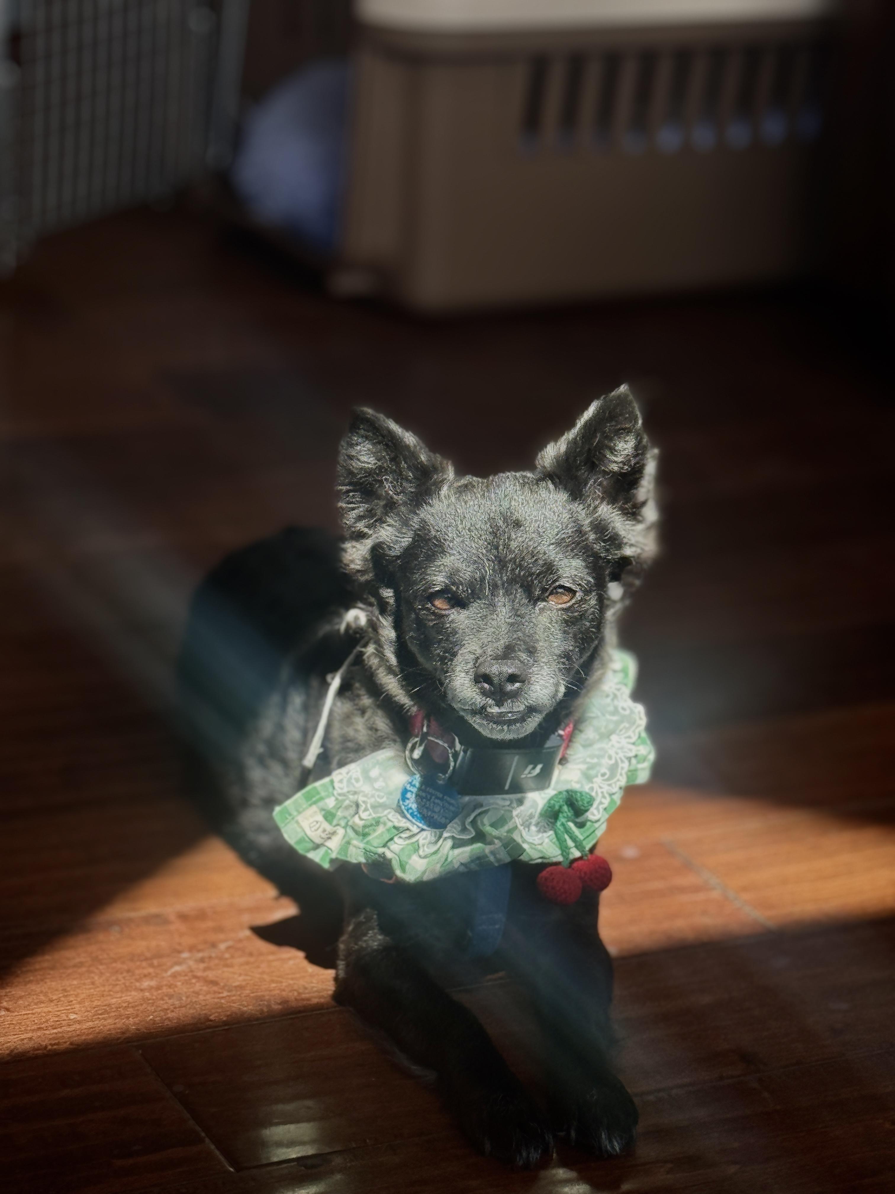 Enlarge Enchilada aka Lada, a Adoptable mixed breed in Boulder, CO image 6/6