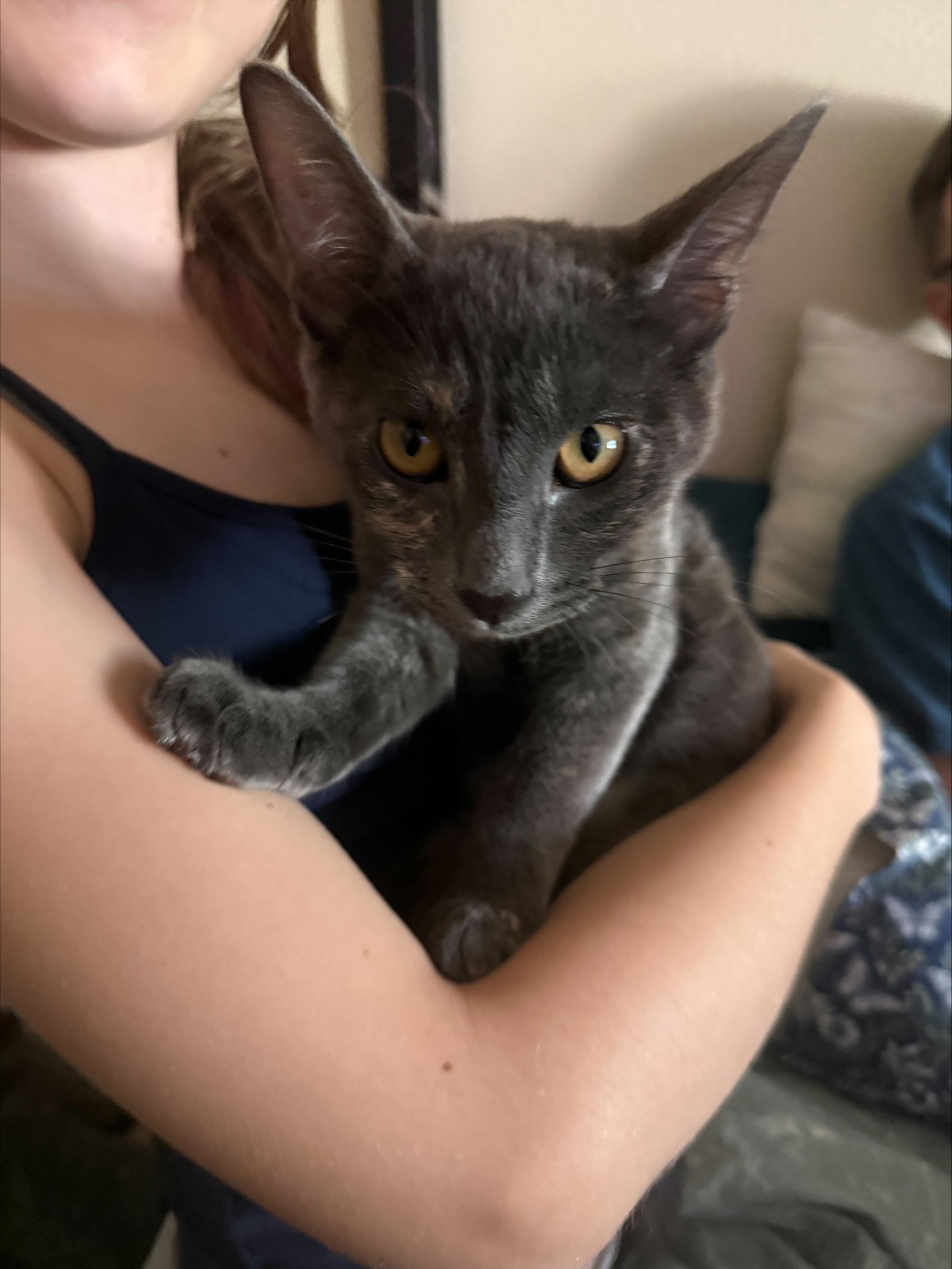 Enlarge Cookie, a Adopted Domestic Short Hair in Puyallup, WA image 5/5