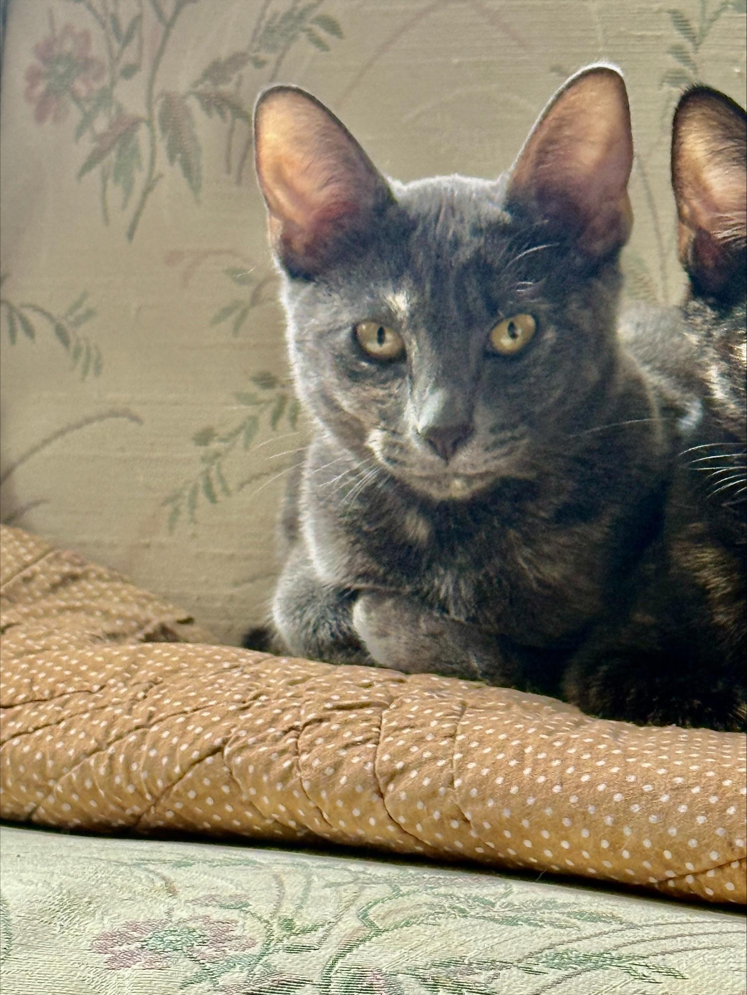 Enlarge Cookie, a Adopted Domestic Short Hair in Puyallup, WA image 4/5