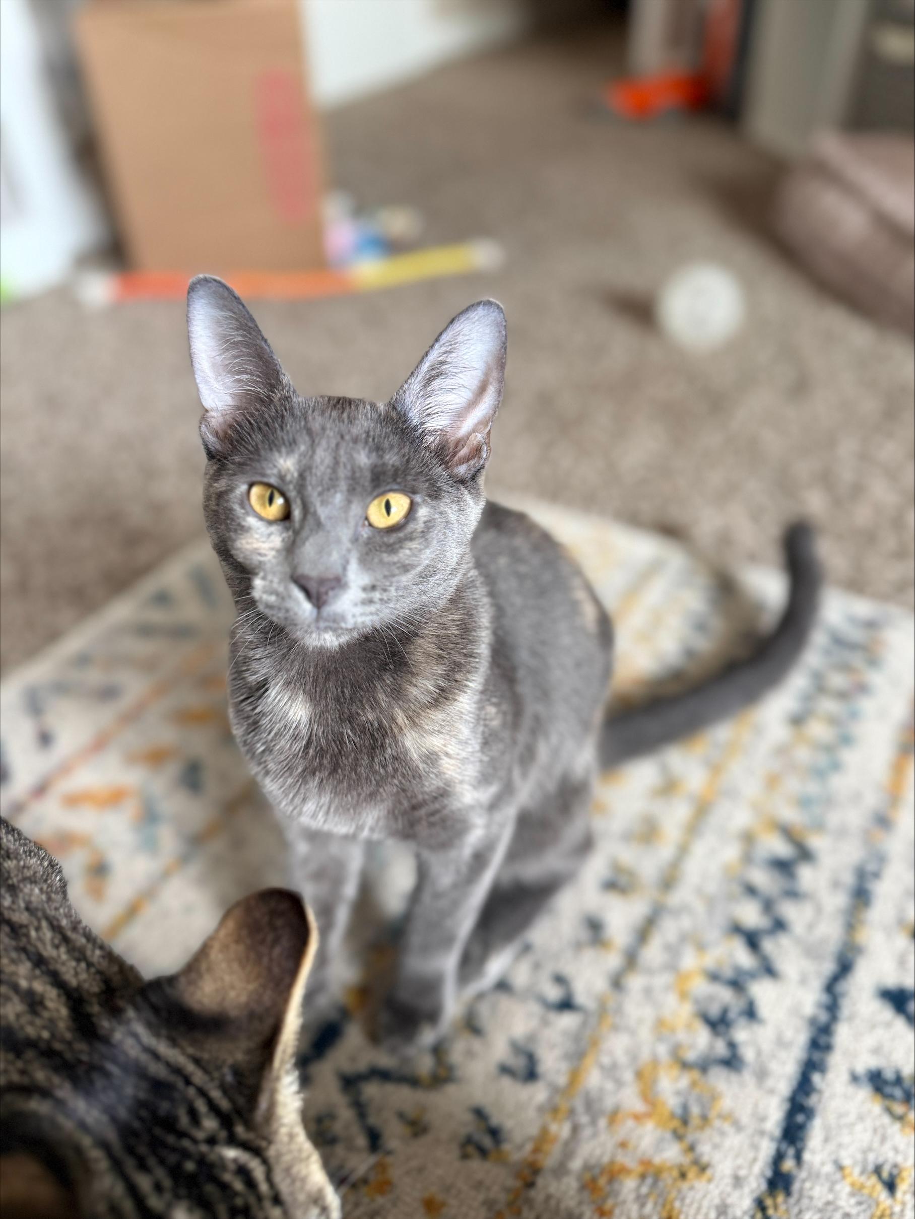 Cookie, Adopted, Kitten Female Domestic Short Hair.