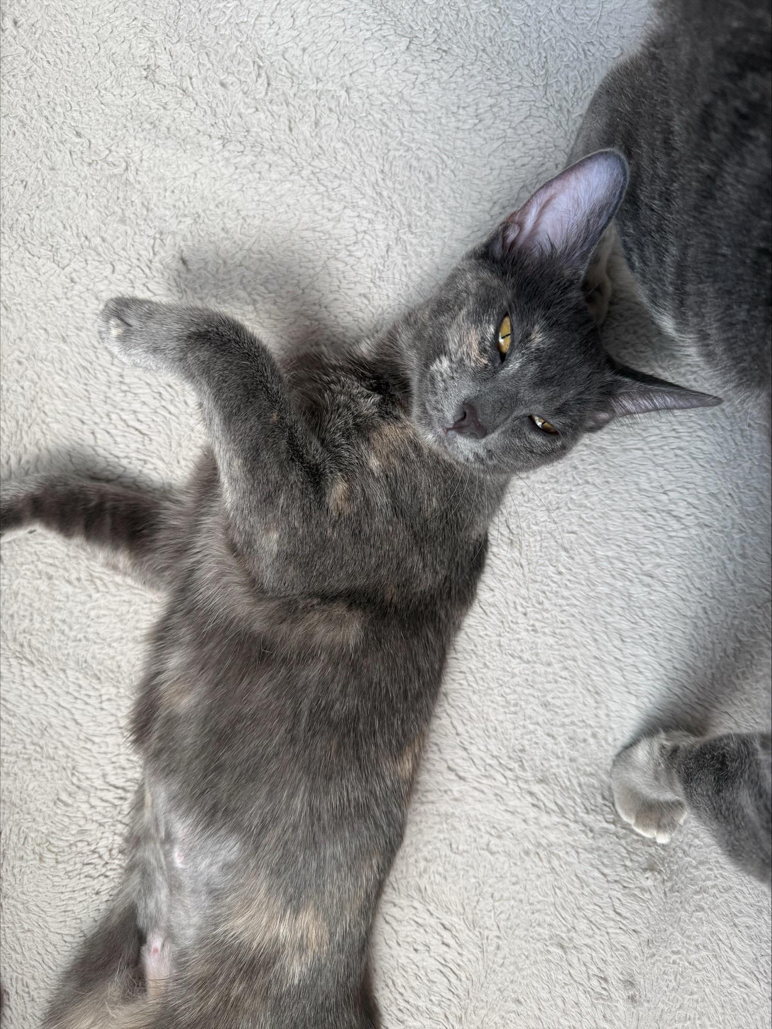 Enlarge Cookie, a Adopted Domestic Short Hair in Puyallup, WA image 2/5