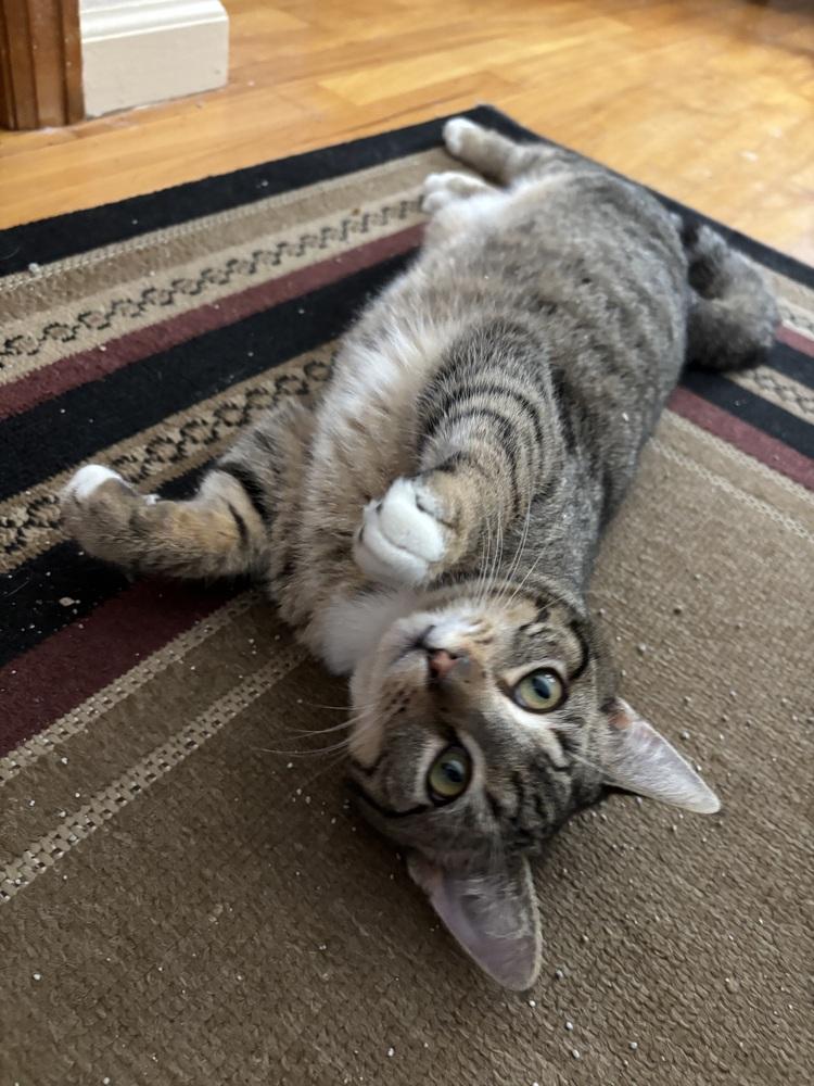 MICK, Adoptable, Kitten Male Domestic Short Hair.